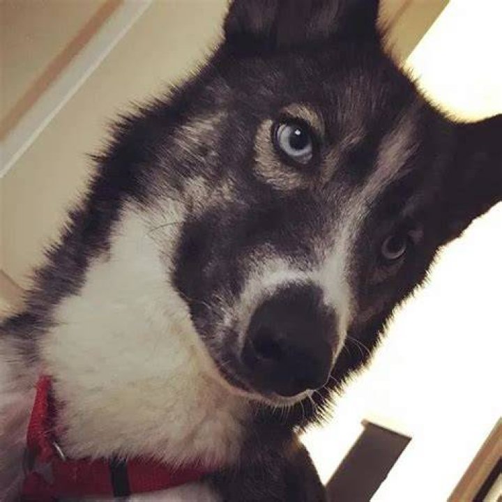 CoryxKenshin Pets - Celebrity Pets